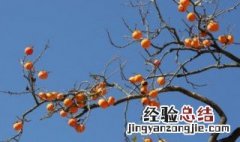 柿子树夏季修剪技巧 柿子树夏季如何修剪