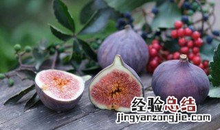 无花果树苗什么时候栽最好 无花果树苗什么时候栽植最好