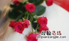 月季花代表什么象征意义 月季花代表什么象征意义英语