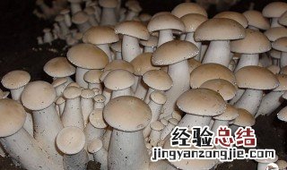 食用菌种类名称及图片 食用菌种类