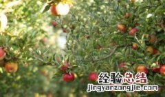 苹果树属于什么类植物 苹果树属于什么类植物种子