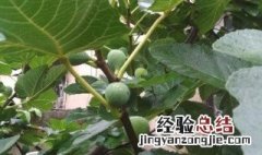 无花果树生虫怎么解决 怎么解决无花果树生虫的问题