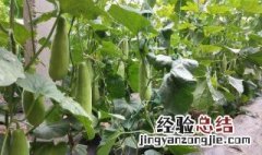 秋季羊角蜜几月份种植 羊角蜜适合什么季节种植