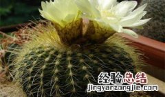 仙人球花花语象征与寓意 仙人球花语象征什么?