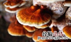 灵芝的作用与功效什么人适合喝 灵芝的作用