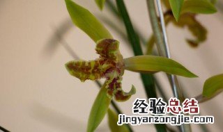 兰花防虫最简单的方法 兰花如何防虫