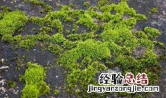 苔藓怎么除掉 如何去除苔藓