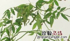 甜蜜红木香花什么时候栽最好 甜蜜红木香花什么时候栽最好呢