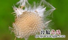 哪些植物传播种子的方法 植物传播种子的方法有什么