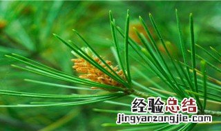 柏树籽种植方法 柏树籽如何种植