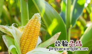 玉米快速催芽方法 玉米怎么播种催芽