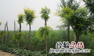 黄果树种植技术 黄果树苗的种植方法