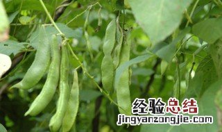 芸豆种植方法 芸豆怎么种植