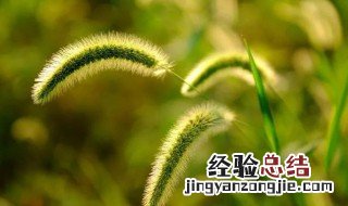 狗尾巴草的另外一个寓意 狗尾巴草代表什么象征意义