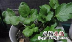 花毛茛的催芽方法 花毛茛发芽后怎么养护