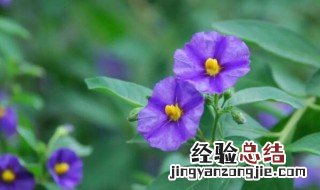 蓝花茄为什么不开花 蓝花茄什么时候开花