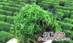 苔藓需要施肥吗 苔藓用什么肥