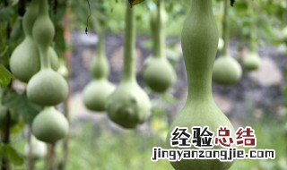 烧瓜种植方法和时间 南瓜种植时间和方法