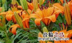 橙色百合花的花语和寓意是什么呢 橙色百合花的花语和寓意是什么