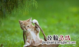 猫上门吉利吗 晚上猫上门吉利吗