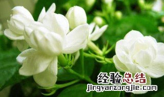 茉莉花需要剪枝吗 茉莉花需要剪枝吗冬天