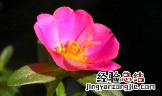 太阳花几点开花时间最好 太阳花几点开花时间