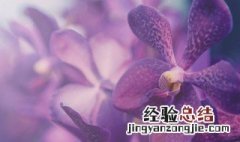 蟹爪兰及时掰掉叶片是什么原因 蟹爪兰及时掰掉叶片是什么原因呢