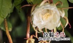 昙花的养花方法 养殖昙花的方法