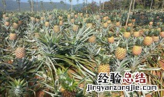 波罗盆栽种植方法 波罗盆栽种植的方法