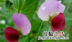 豌豆尖花的介绍 豌豆尖的简介