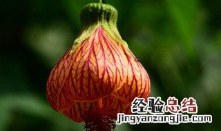 金铃花的养殖方法和注意事项 金铃花怎么养殖