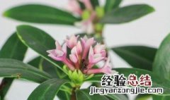 瑞香花适合室外种植吗 瑞香花适合在室内养吗