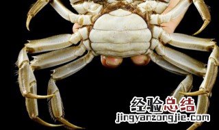 海蟹可以冰冻吗 海蟹直接冷冻可以吗