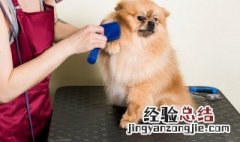 狗狗美容师怎么考证 狗狗美容师证的考取方法