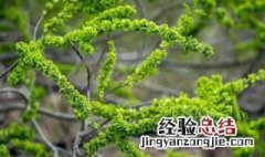 榆钱树盆栽 榆钱树怎么种