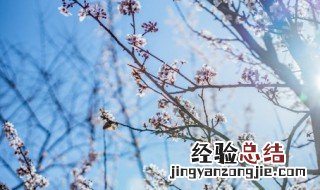 梅花的花语和寓意是什么 梅花的花语寓意象征着什么