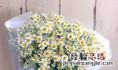 洋甘菊的花语是代表什么意思 洋甘菊的花语是什么意思