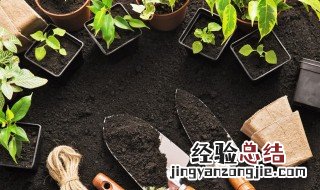 文竹花怎么养 文竹花怎么养怎么浇花