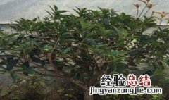 沉香盆栽的方法 沉香盆栽的方法简述