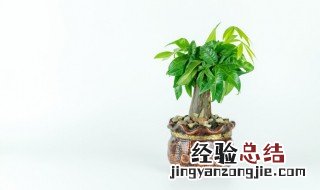 属虎养什么植物旺财最好 属虎养什么植物旺财