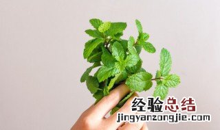 吸毒王花怎么养图片 吸毒王植物怎么养