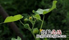 茼麻的养殖方法 茼麻及养护知识介绍