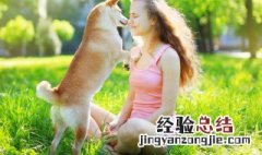 泰迪疫苗怎么打 泰迪犬打针的方法