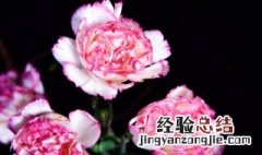 粉康乃馨的花语是什么? 粉康乃馨花的花语是什么