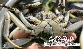 蟹怎么存放不死 螃蟹如何存放才能不死