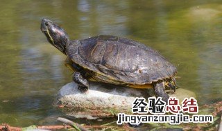 养什么宠物好玩又便宜 养什么宠物好玩又便宜又好养