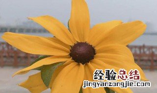 鲜花保鲜剂可以用什么代替 养花的保鲜剂可以用什么代替