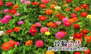 百日菊为啥叫百日菊 百日菊的花语是什么