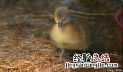 家里养鸭子方法 家里养鸭子方法是什么