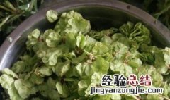 榆钱冷冻后还能吃吗 榆钱放冰箱冷冻后还能吃吗